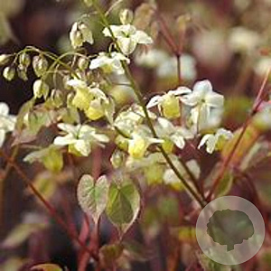 Epimedium versicolor 'Sulphureum' GM P9