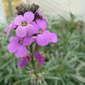 Eryngium 'Bowwis Mouth' GM P9