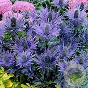 Eryngium alpinum 'Blue Lace' GM P9