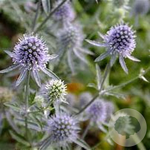 Eryngium planum 'Blauer Zwerg' GM P9