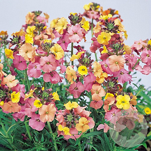 Erysimum 'Pastel Patchwork' GM P9
