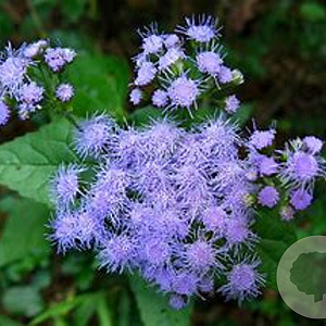 Eupatorium coelestinum GM P9