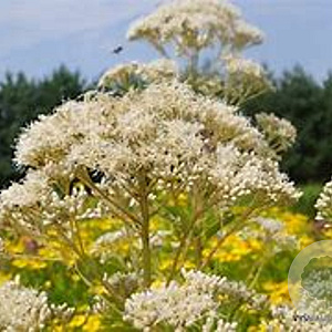 Eupatorium maculatum 'Album' GM P9