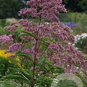 Eupatorium maculatum 'Phantom' GM P9
