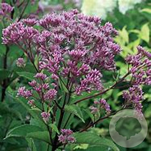 Eupatorium maculatum Ankums August GM P9