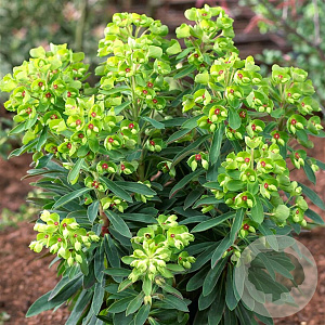 Euphorbia 'Baby Charm' GM P9