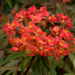 Euphorbia 'Firecracker' GM P9