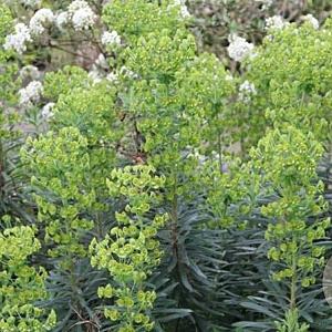 Euphorbia 'Forescate' GM P9