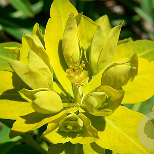 Euphorbia 'Jacquemontii' GM P9
