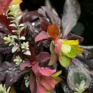 Euphorbia amyg. 'Red Wing' GM P9