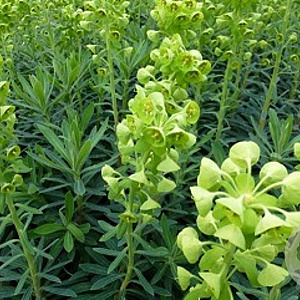 Euphorbia characias 'Humpty Dumpty' GM P9