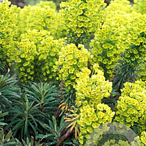 Euphorbia gayeri GM P9