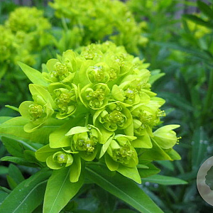 Euphorbia palustris 'Walenburg's Glorie' GM P9