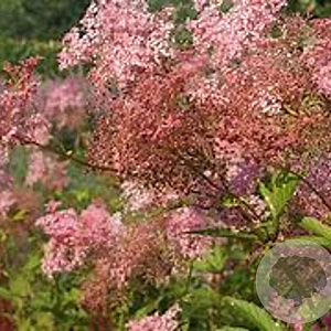 Filipendula rubra 'Venusta Magnifica' GM P9