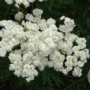 Filipendula vulgaris 'Plena' GM P9