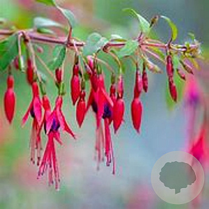Fuchsia magellanica 'Longipedunculata' GM P9