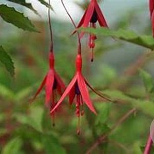 Fuchsia magellanica Saturnus GM P9