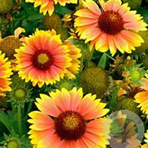 Gaillardia aristata 'African Sunset' GM P9