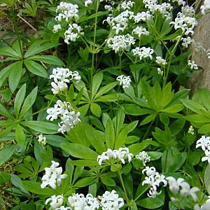 Galium odoratum 'Sweetwood Ruf' GM P9