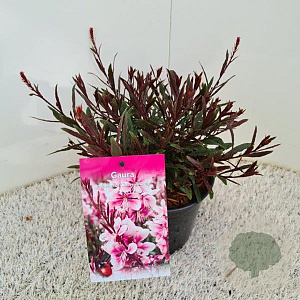 Gaura lindheimeri 'Cherry Brandy' GM P9