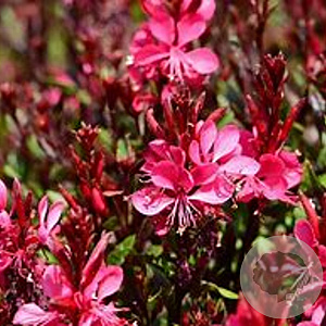 Gaura lindheimeri 'Gaudi Red' GM P9