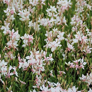 Gaura lindheimeri 'Short Form' GM P9