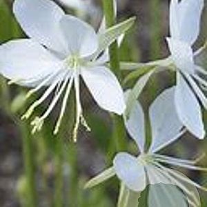 Gaura lindheimeri 'Snowbird' GM P9