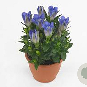Gentiana triflora 'Royal Blue' GM P9