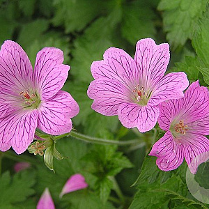 Geranium 'Claridge Durce' GM P9