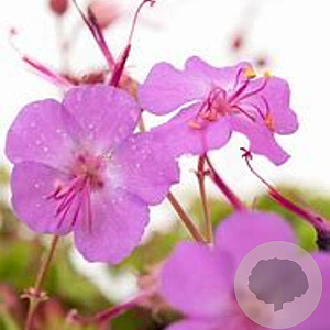 Geranium cantabrigiense 'Karmina' GM P9