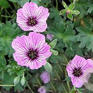 Geranium cinereum 'Ballerina' GM P9
