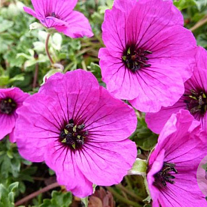 Geranium cinereum 'Giuseppe' GM P9