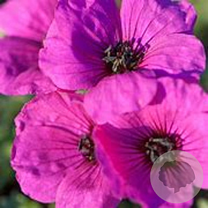 Geranium cinereum 'Splendens' GM P9