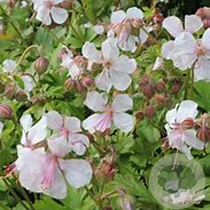 Geranium dalmaticum 'Album' GM P9