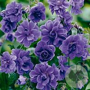 Geranium himalayense 'Birch Double' GM P9