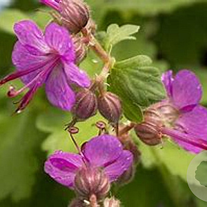 Geranium macrorrhizum 'Bevan's Variety' GM P9