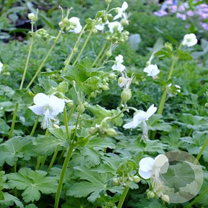 Geranium macrorrhizum 'White Nance' GM P9