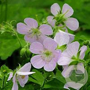 Geranium maculatum 'Chatto' GM P9