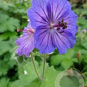 Geranium magnificum 'Turco' GM P9