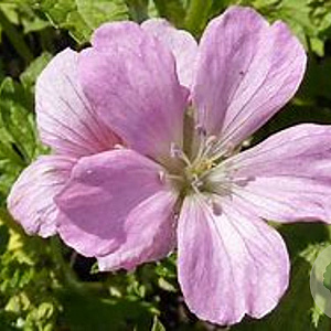 Geranium oxonianum 'Rose Clair' GM P9