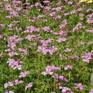 Geranium oxonianum 'Rosenlicht' GM P9