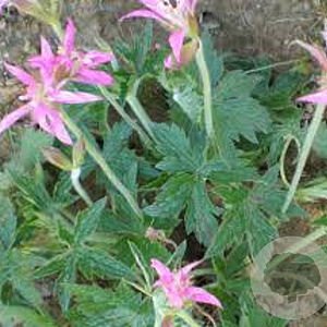 Geranium oxonianum 'Seedless Pink Star' GM P9