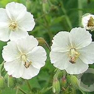 Geranium phaeum 'Album' GM P9
