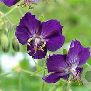 Geranium phaeum 'Lily Lovell' GM P9