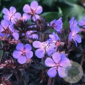 Geranium pratense 'Black Beauty' GM P9