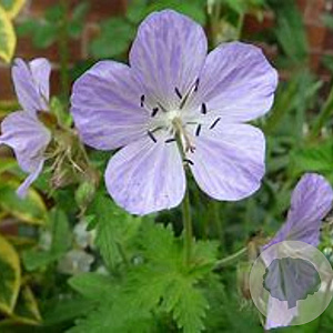 Geranium pratense 'Mrs Kendall Clark' GM P9