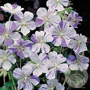 Geranium pratense 'Splish Splash' GM P9