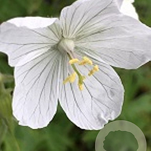 Geranium pratense 'White Lady' GM P9