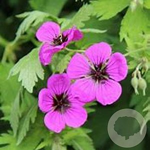 Geranium psilostemon 'Ivan' GM P9
