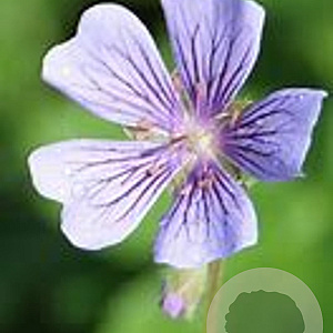Geranium renardii 'Philippe Vapelle' GM P9